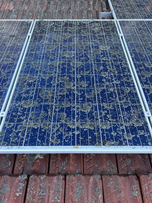 Solar panels on tiled roof heavily covered in lichen before EcoKleen Solar professional cleaning service